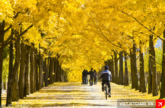 Chuyen phat nhanh tu Ho Chi Minh di Donghae (Han Quoc)