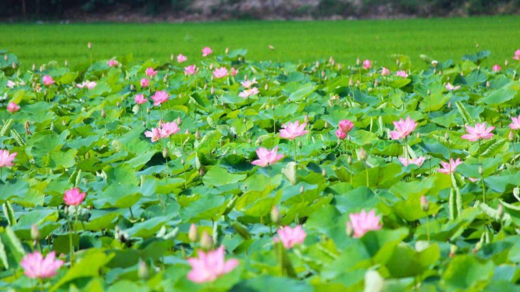 Chuyển phát nhanh giá rẻ từ Sài Gòn đến Nghệ An đảm bảo