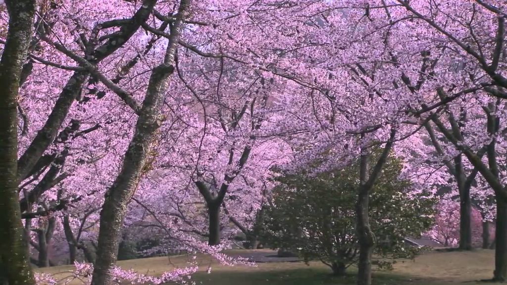 Dịch vụ vận chuyển, order hàng Nhật về Lai Châu giá rẻ, chuyên nghiệp