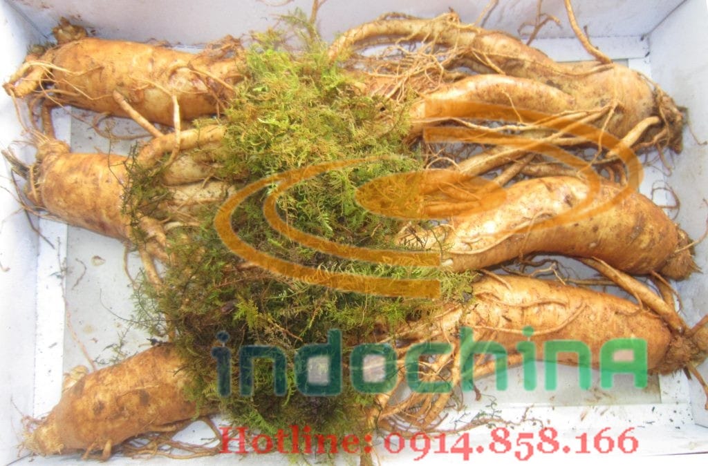 Dịch vụ nhập khẩu sâm Hàn Quốc giá rẻ