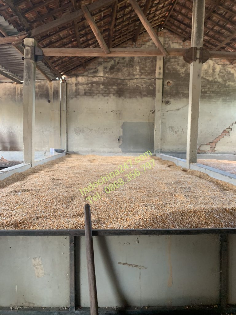 Vận chuyển hàng Ngô hạt làm thức ăn chăn nuôi bằng đường biển từ Việt Nam đi Campuchia